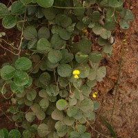 Cajanus rugosus (Wight & Arn.) Maesen